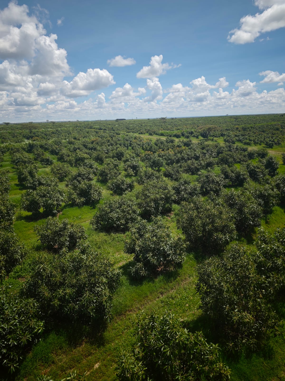 Broad orchard rows across East African highlands
